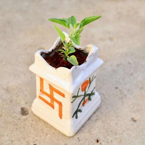 Rama Tulsi in 6 Inch Tulsi Designer Ceramic Pot (any colour)