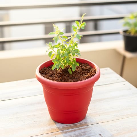 Rama Tulsi in 7 Inch Classy Red Plastic Pot