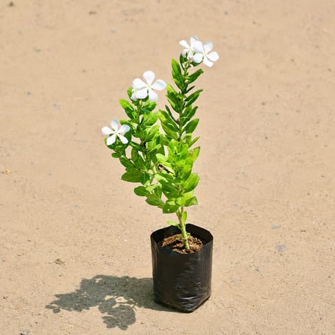 Periwinkle / Vinca / Sadabahar White in 3 Inch Nursery Bag