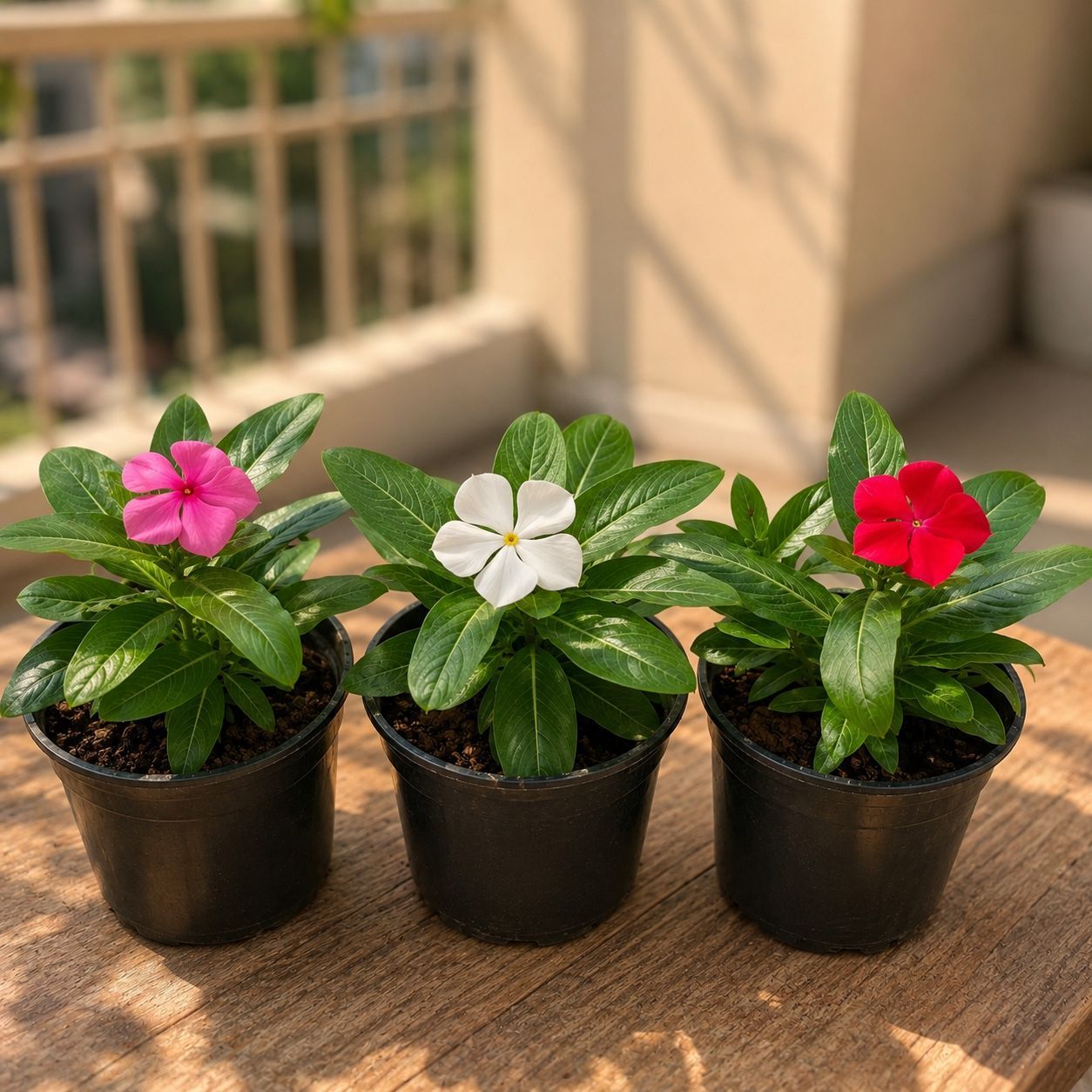 Periwinkle Trio - Set of 3 Periwinkle / Vinca / Sadabahar ( Multicolour) in 4 Inch Nursery Pot