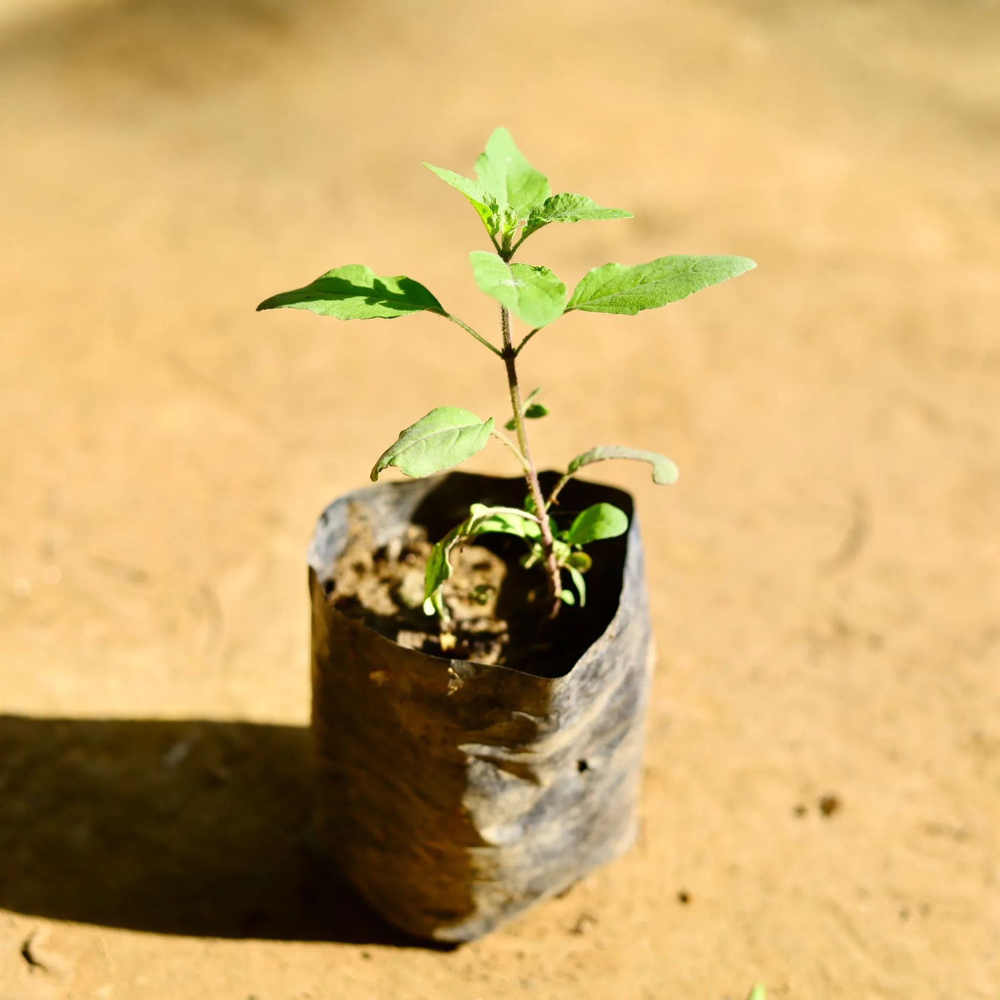 Rama Tulsi in 4 Inch Nursery Bag