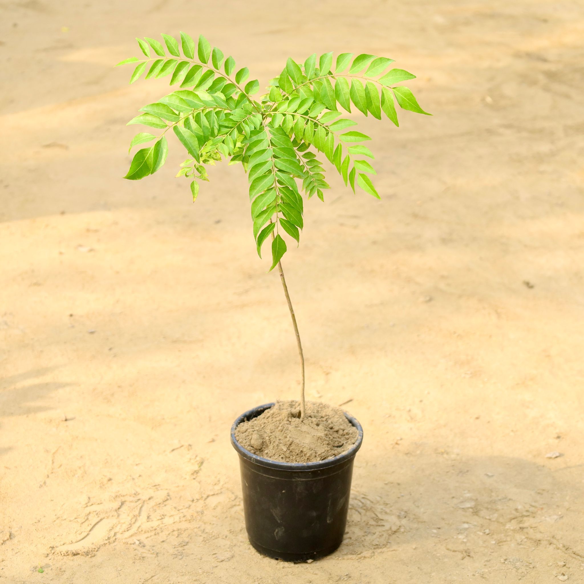 Curry Patta in 6 Inch Nursery Pot