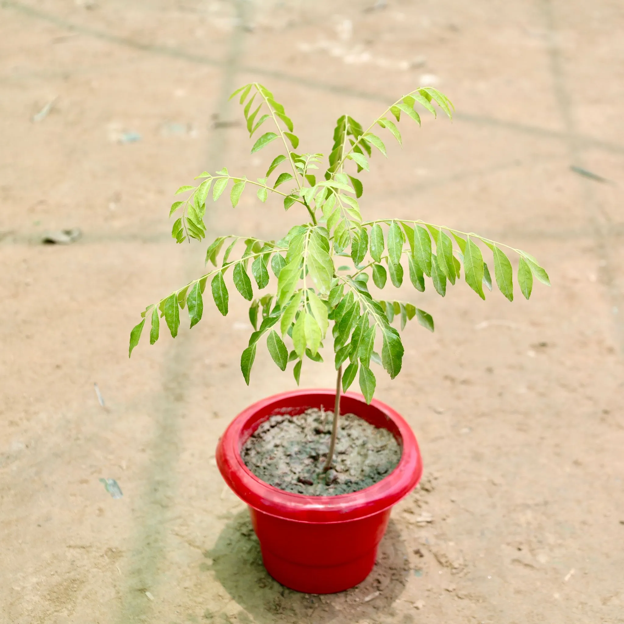 Curry Patta in 6 Inch Red Classy Plastic Pot