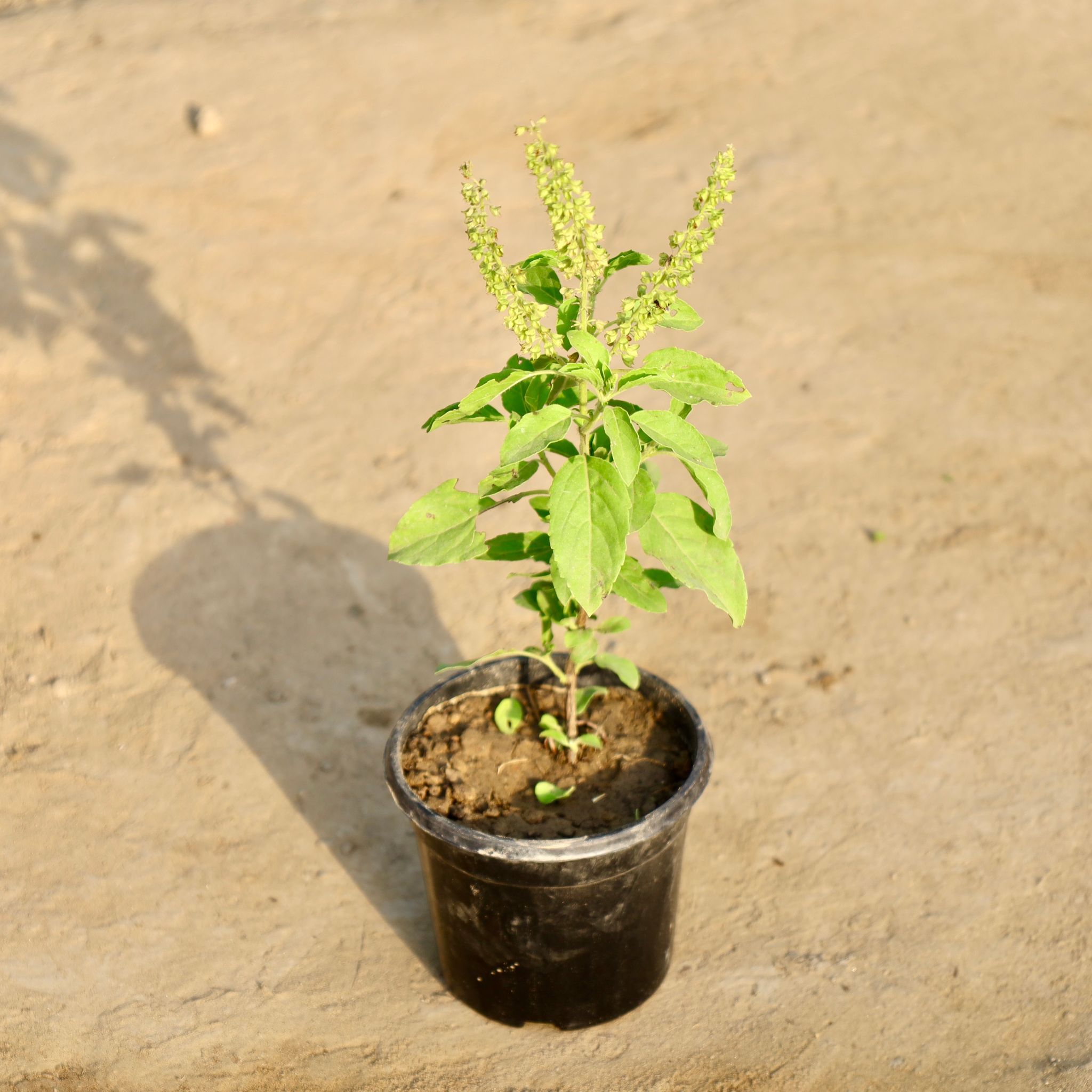 Rama Tulsi in 4 Inch Nursery Pot