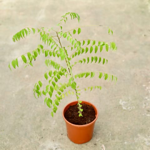 Curry Patta in 6 Inch Red Nursery Pot