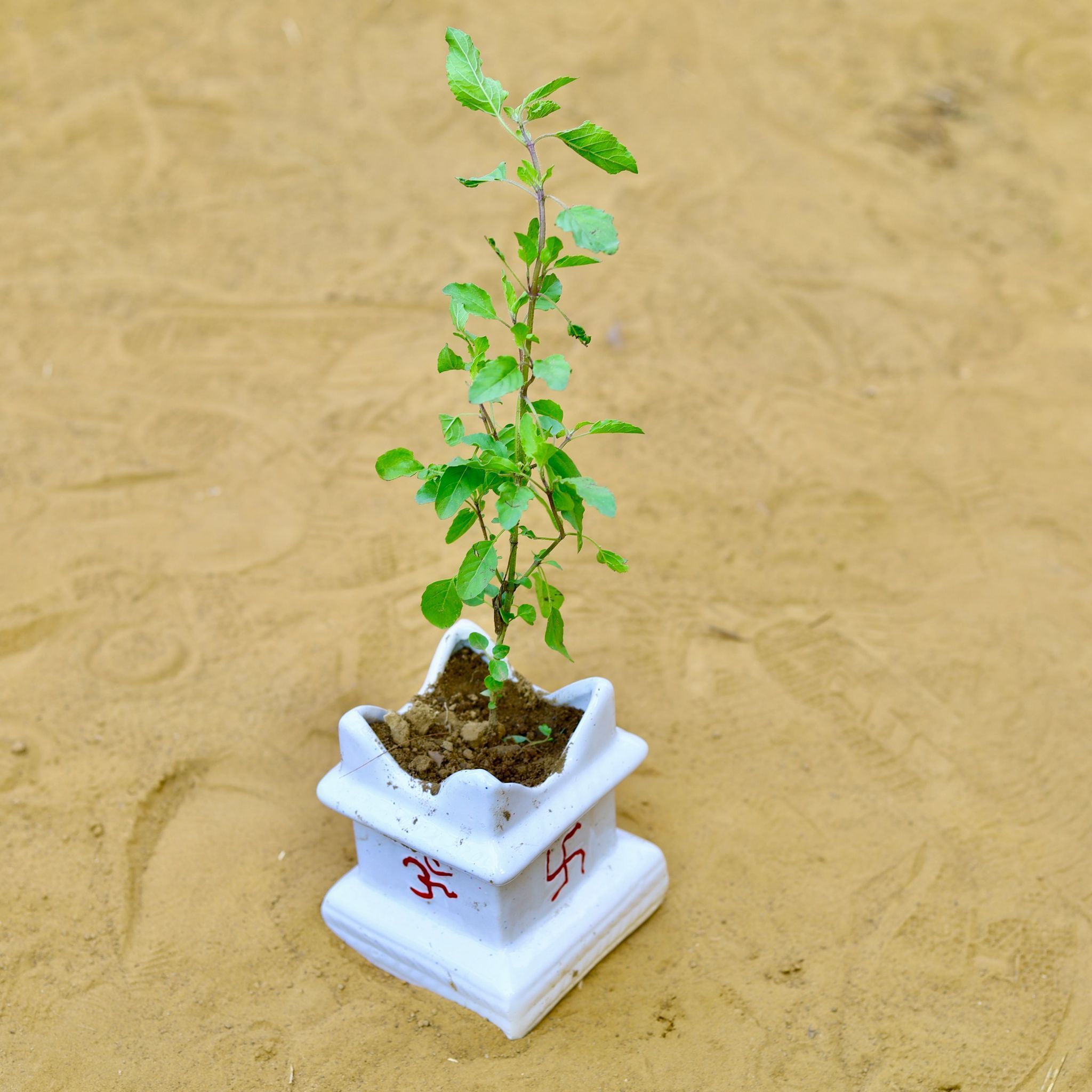 Rama Tulsi in 4 Inch Square Shaped Classy White Tulsi Designer Ceramic Pot