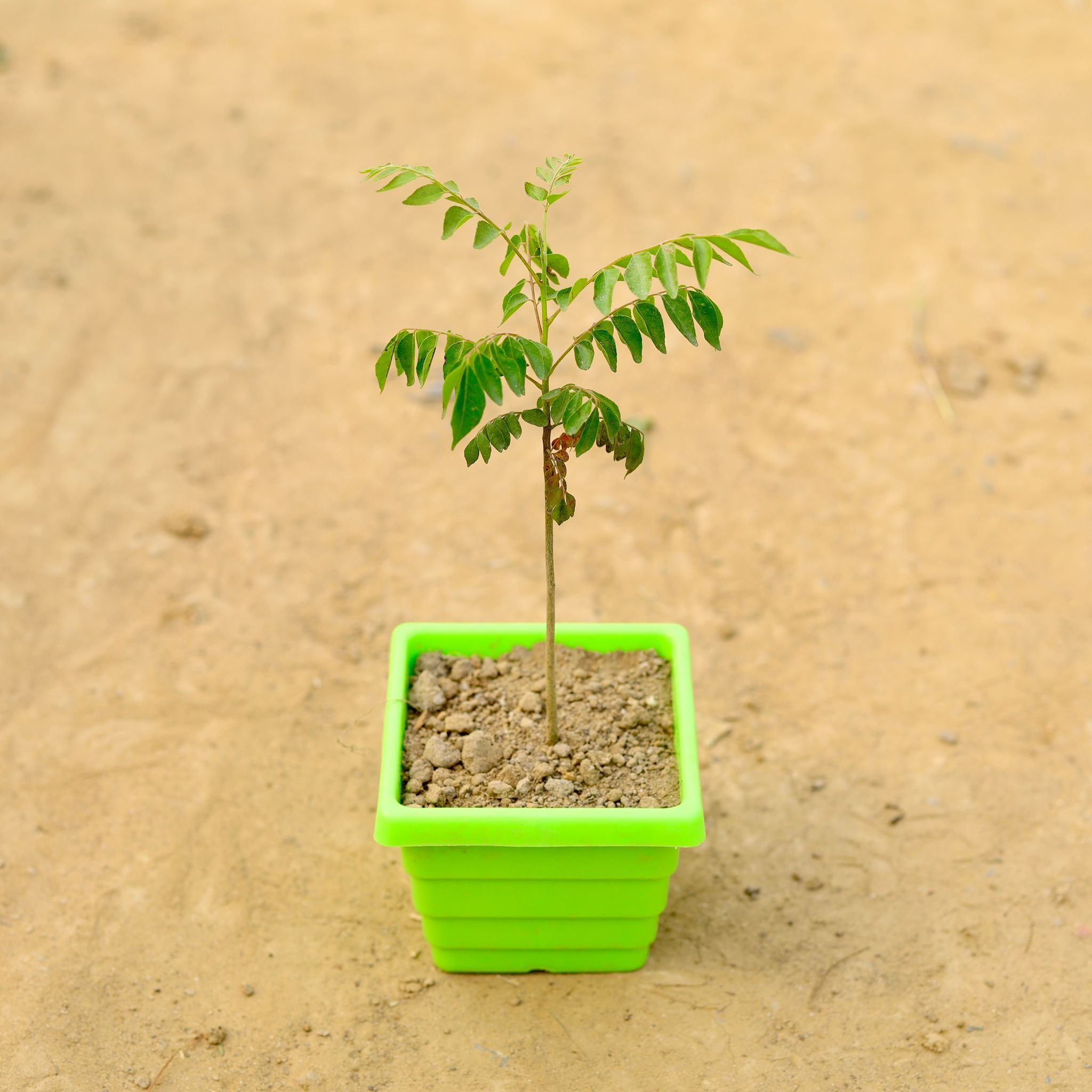 Curry Patta in 4 Inch Green Premium Orchid Square Plastic Pot