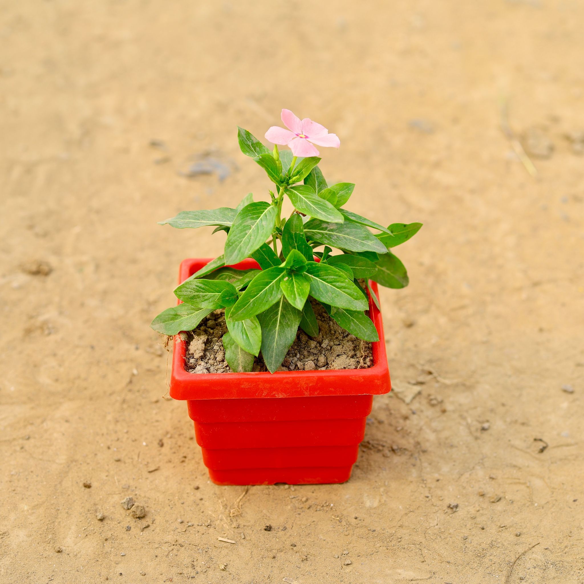 Periwinkle / Vinca / Sadabahar (any colour) in 4 Inch Red Premium Orchid Square Plastic Pot