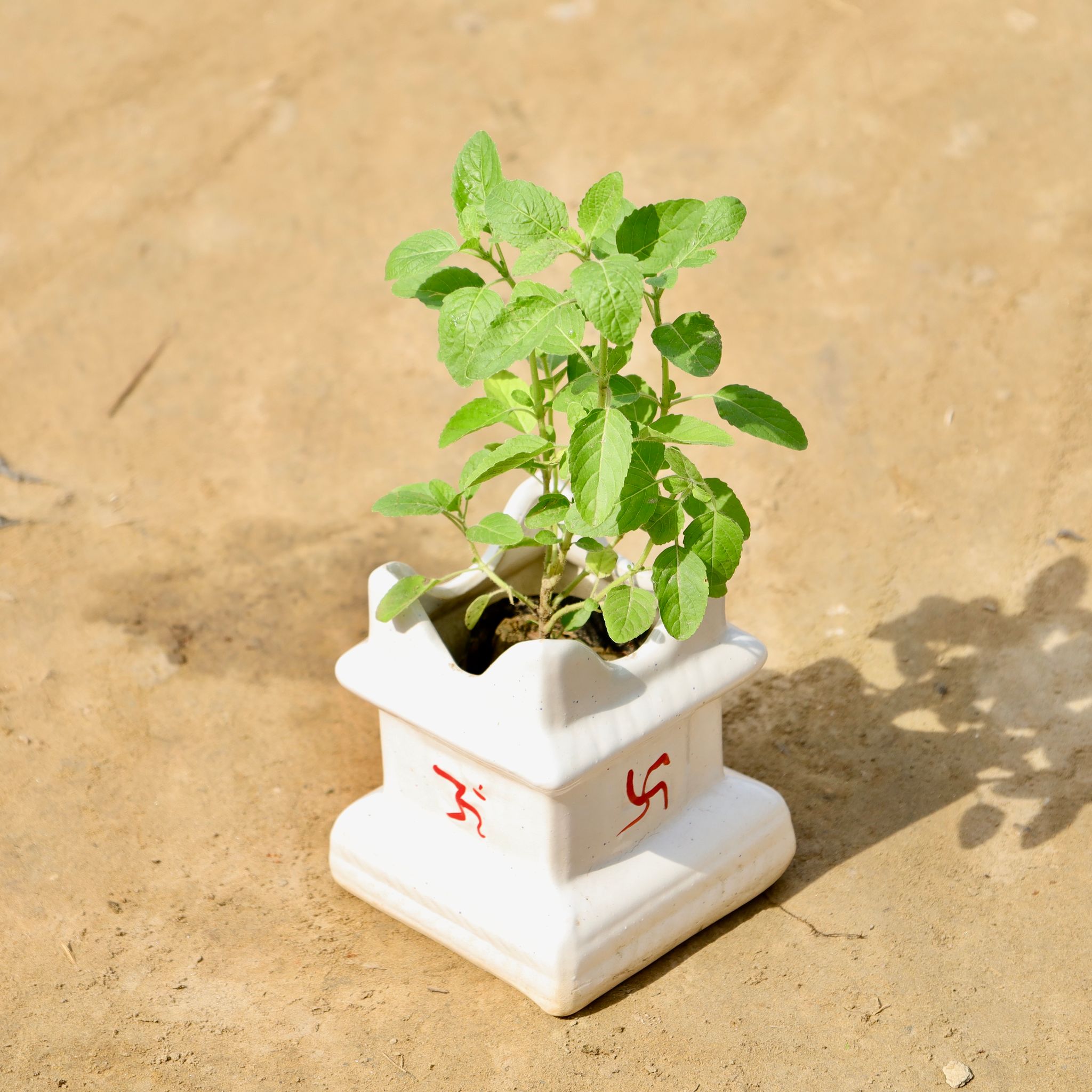 Rama Tulsi in 5 X 6 Inch Ceramic Tulsi Planter