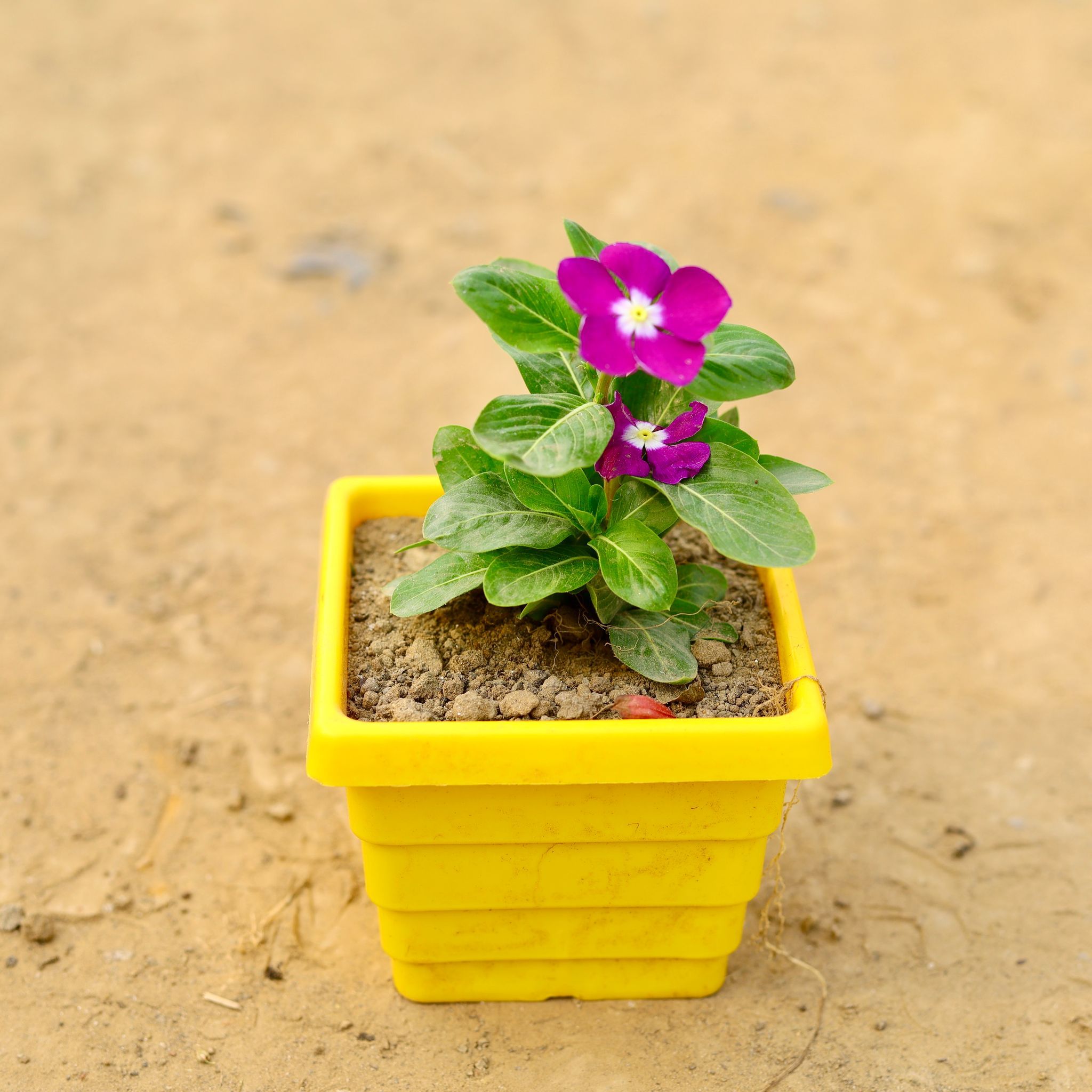 Periwinkle / Vinca / Sadabahar (any colour) in 4 Inch Yellow Premium Orchid Square Plastic Pot