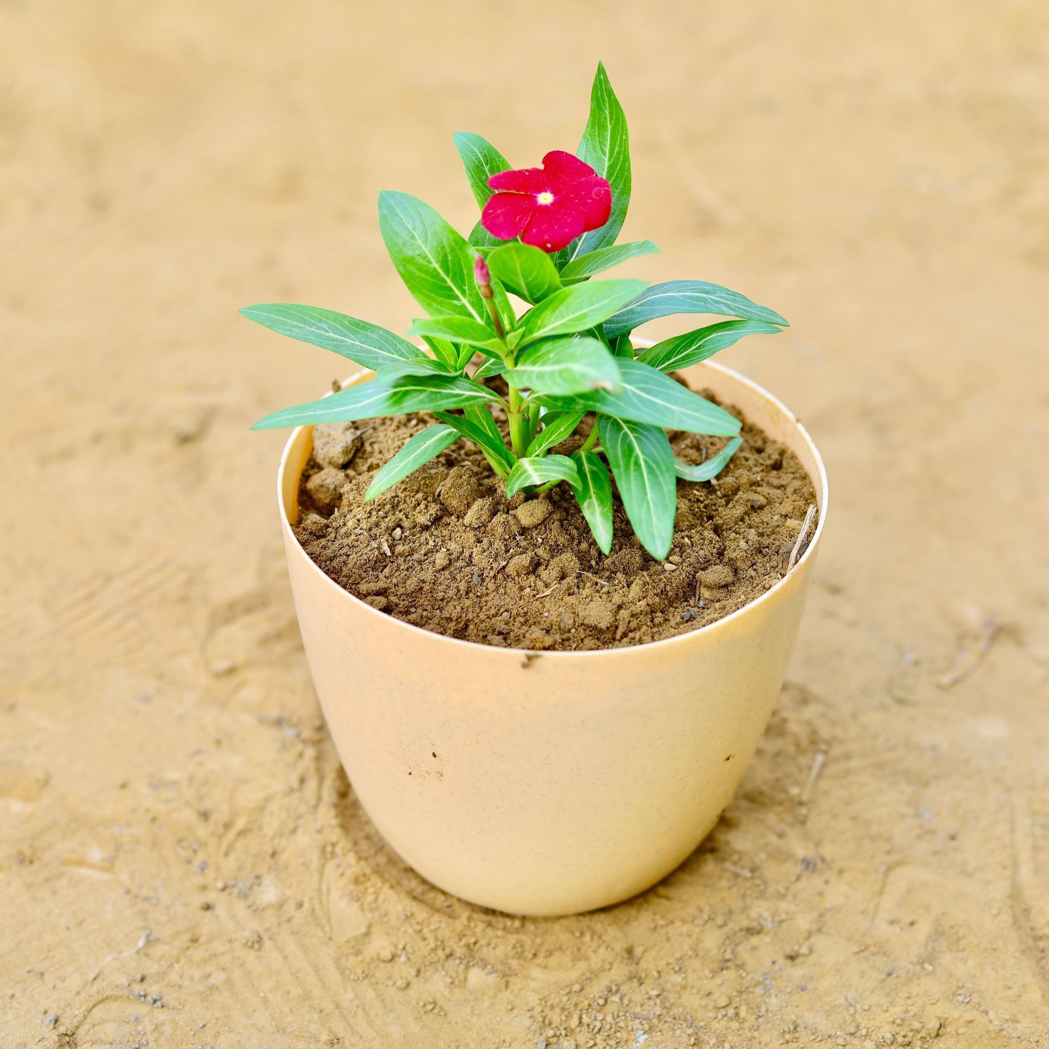 Periwinkle / Vinca / Sadabahar (any colour) in 6 Inch Beige Marble Premium Orchid Round Plastic Pot