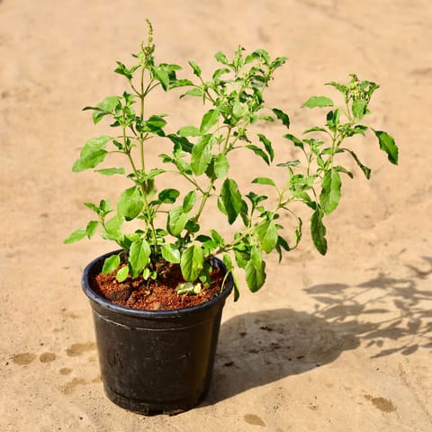 Rama Tulsi in 6 inch Nursery Pot