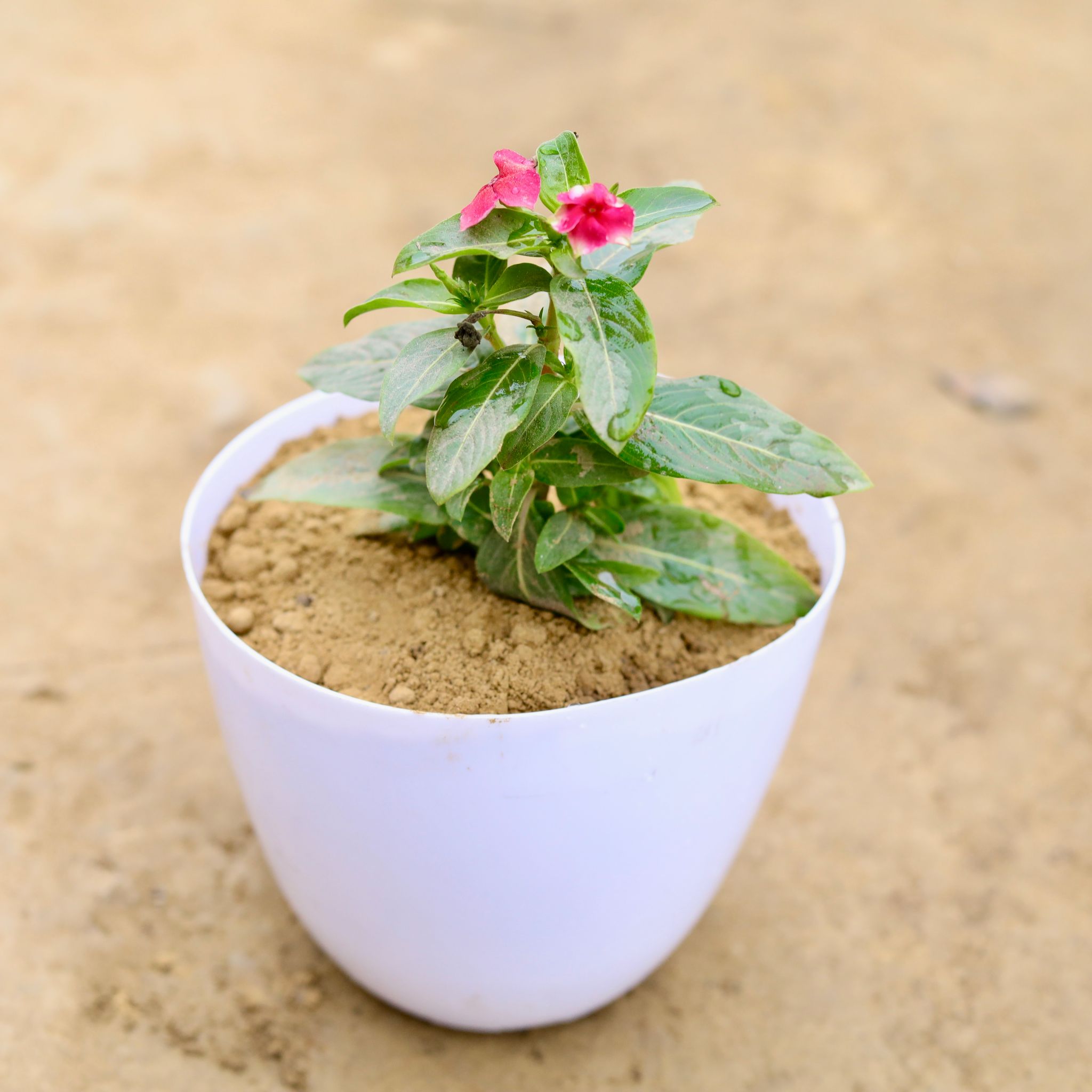 Periwinkle / Vinca / Sadabahar (any colour) in 6 Inch White Premium Orchid Plastic Pot