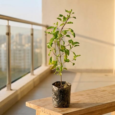 Rama Tulsi in 3 Inch Nursery Bag