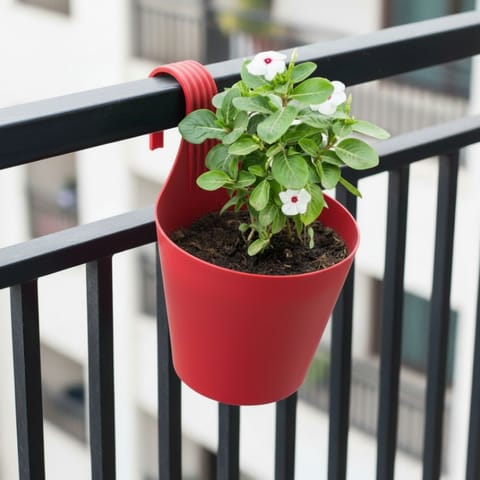 Periwinkle / Vinca / Sadabahar (Any Colour) in 8 Inch Red Single Hook Hanging Plastic Pot