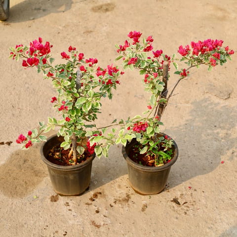 Set of 2 - Bougainvillea Thai (Any Colour) in 8 Inch Nursery Pot
