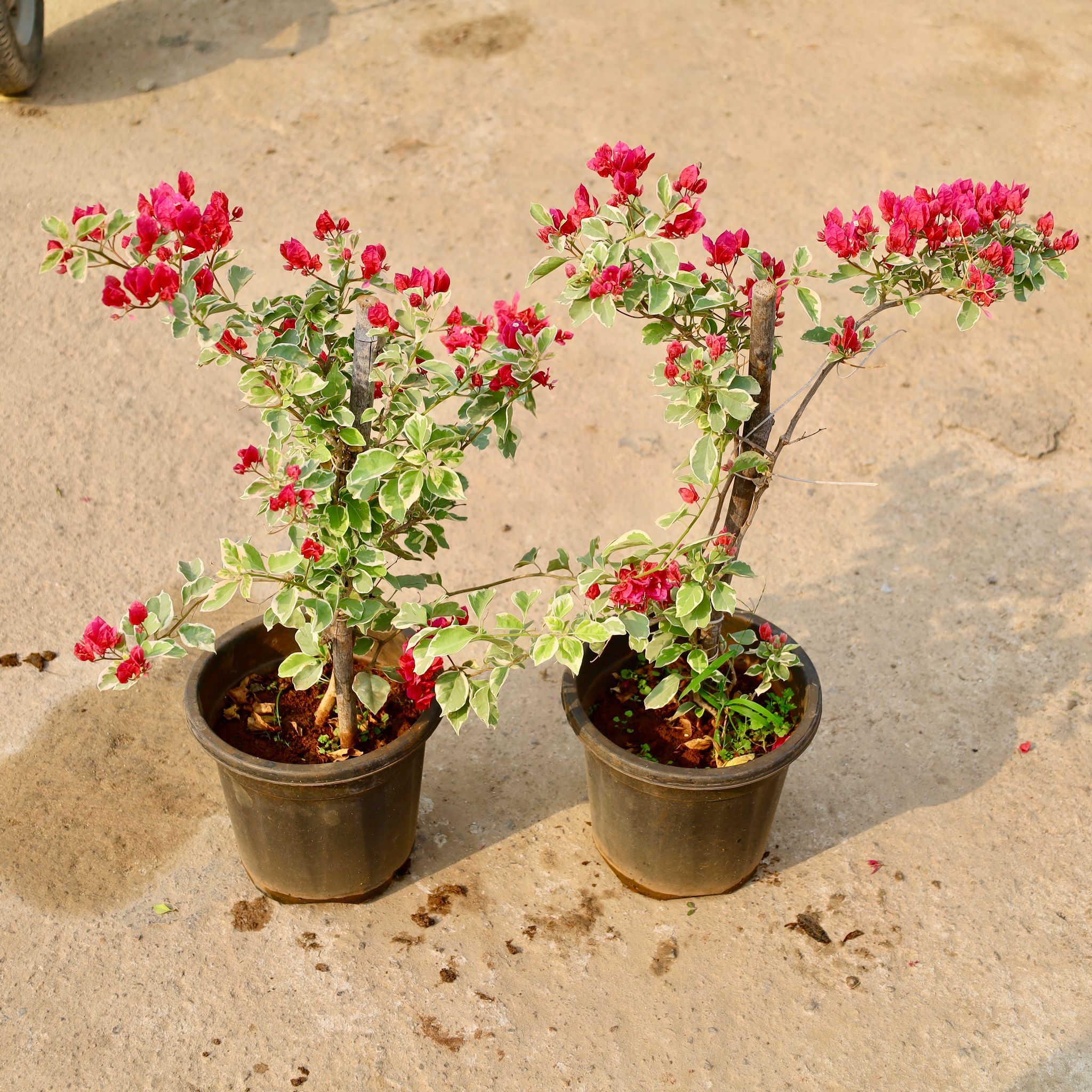 Set of 2 - Bougainvillea Thai (Any Colour) in 8 Inch Nursery Pot