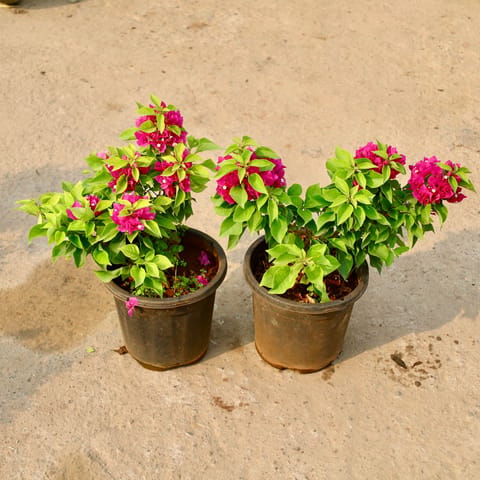 Set of 2 - Bougainvillea Thai (Any Colour) in 8 Inch Nursery Pot