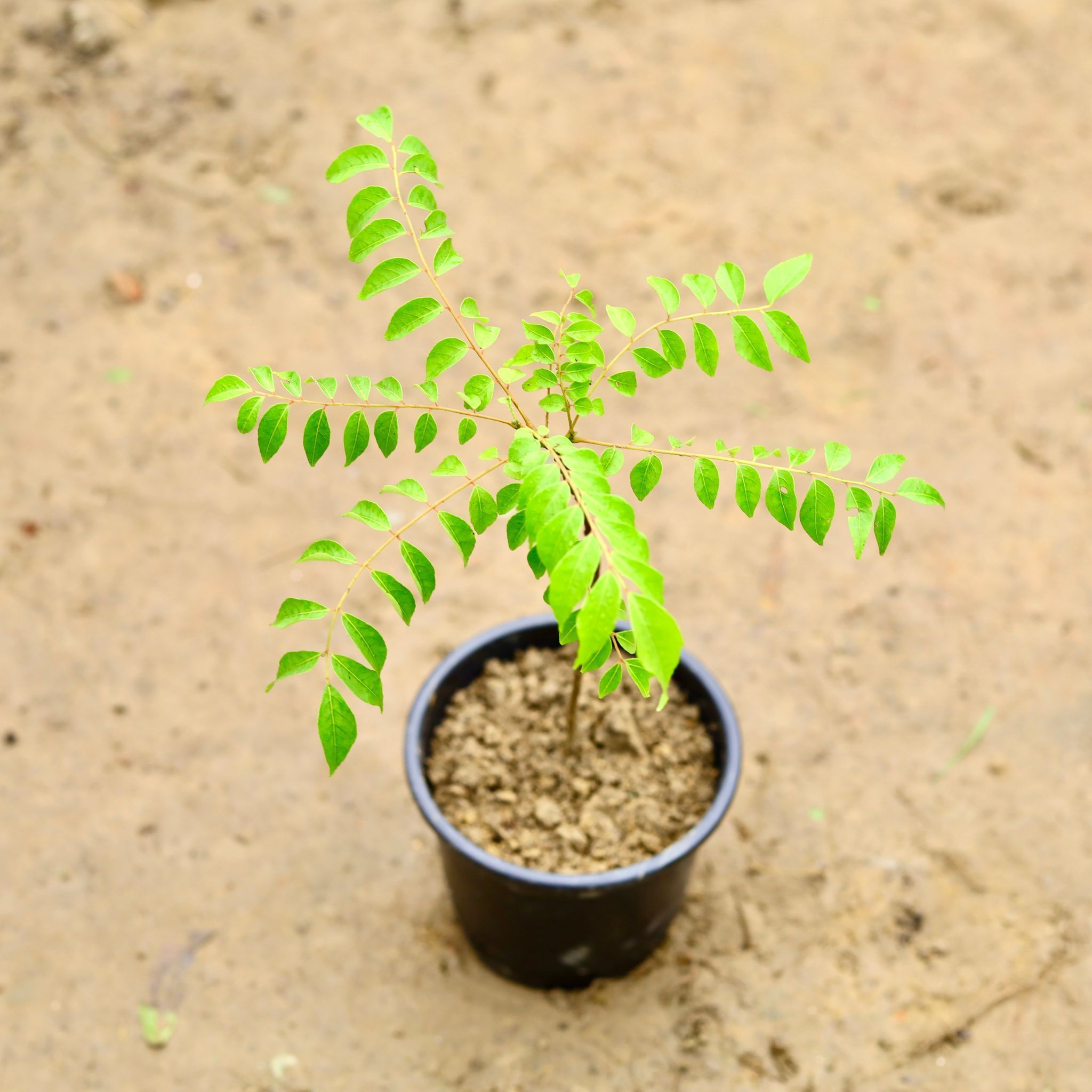 Curry Leaf / Curry Patta in 6 Inch Nursery Pot