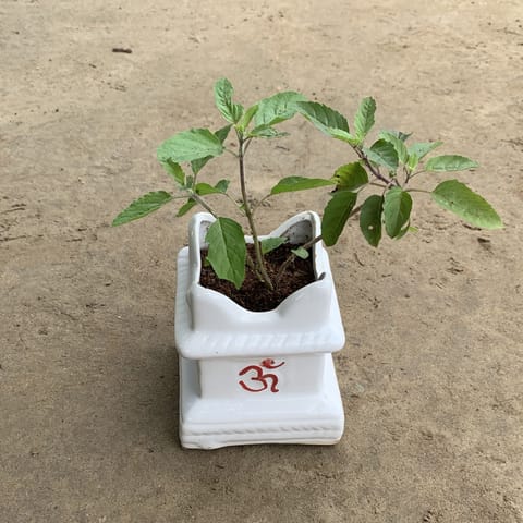 Rama Tulsi in 4 Inch Ceramic Tulsi Planter any colour