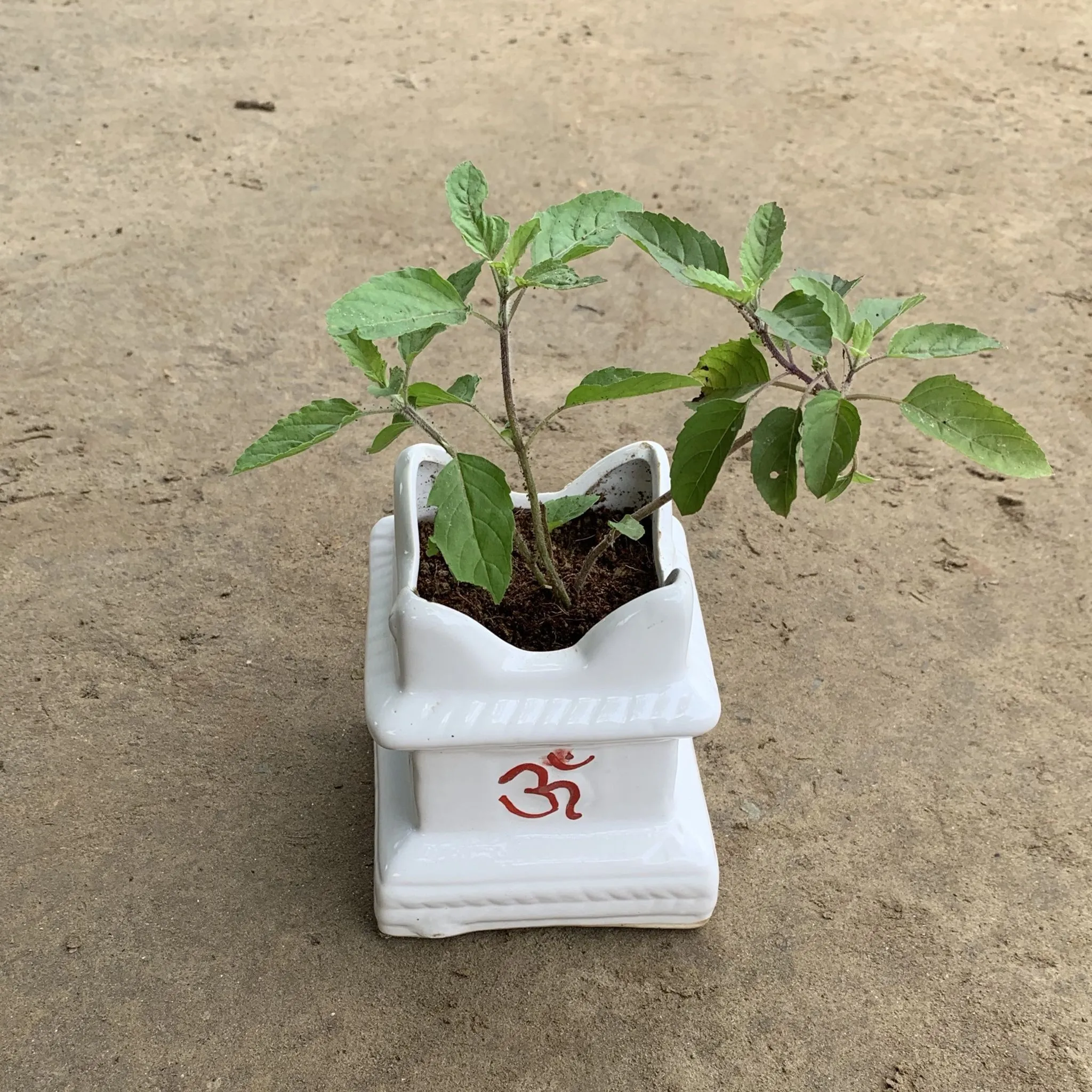 Rama Tulsi in 4 Inch Ceramic Tulsi Planter any colour