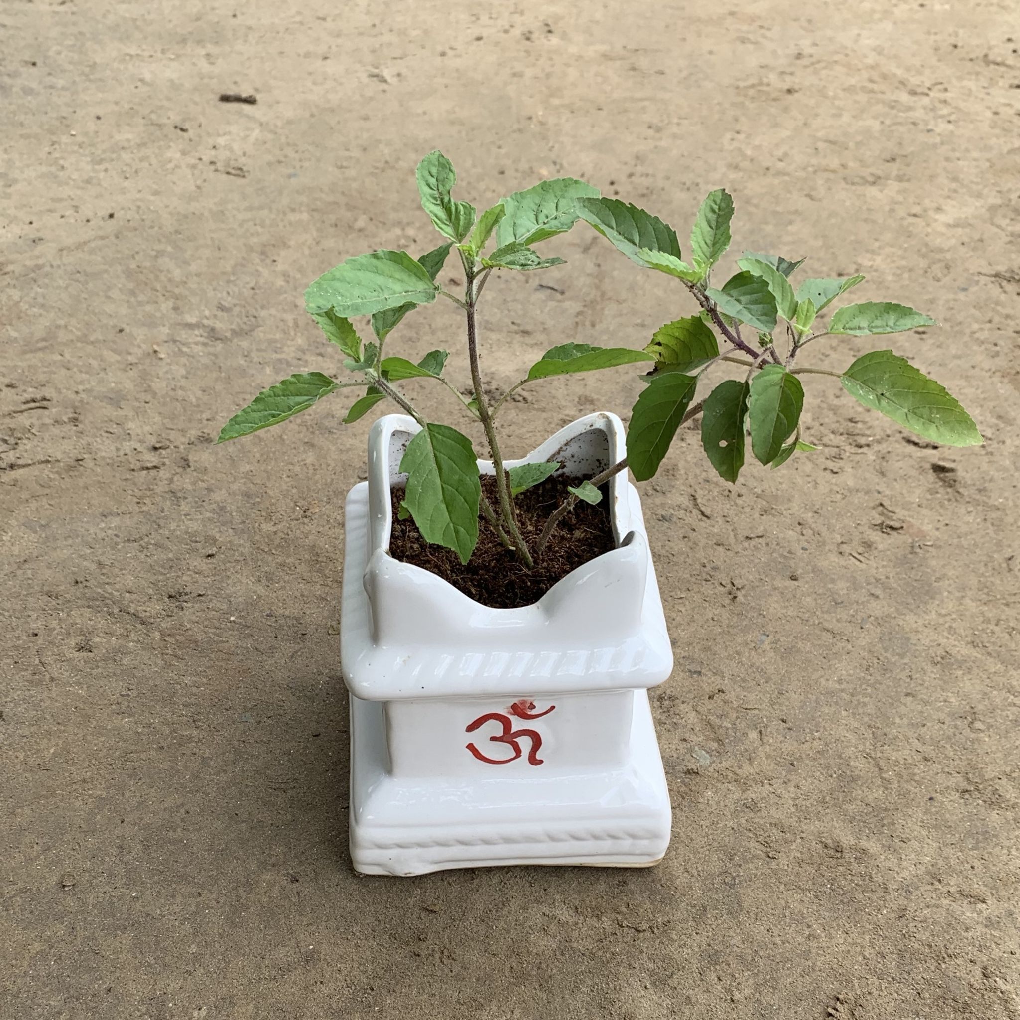 Rama Tulsi in 4 Inch Ceramic Tulsi Planter any colour