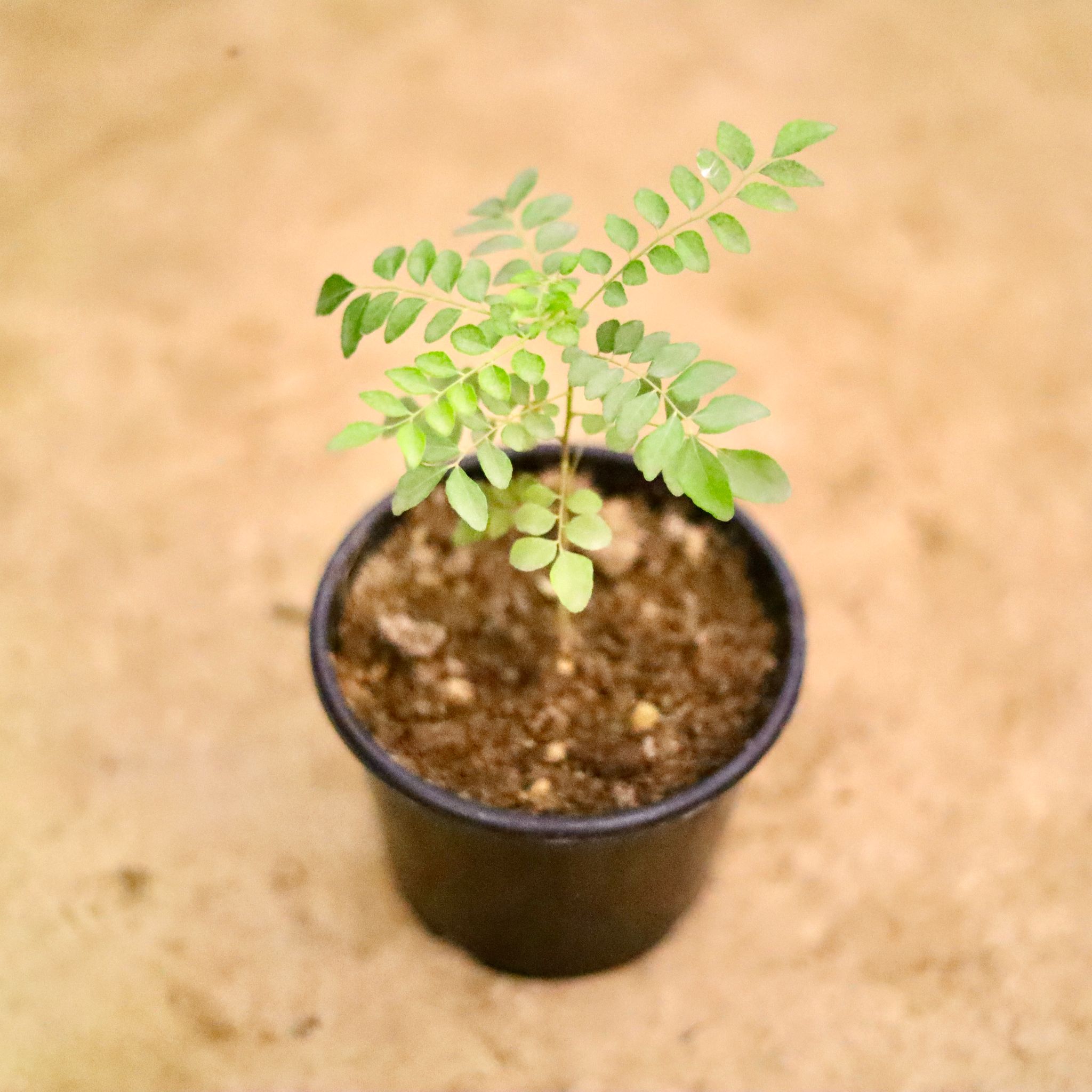 Curry Patta in 6 Inch Nursery Pot