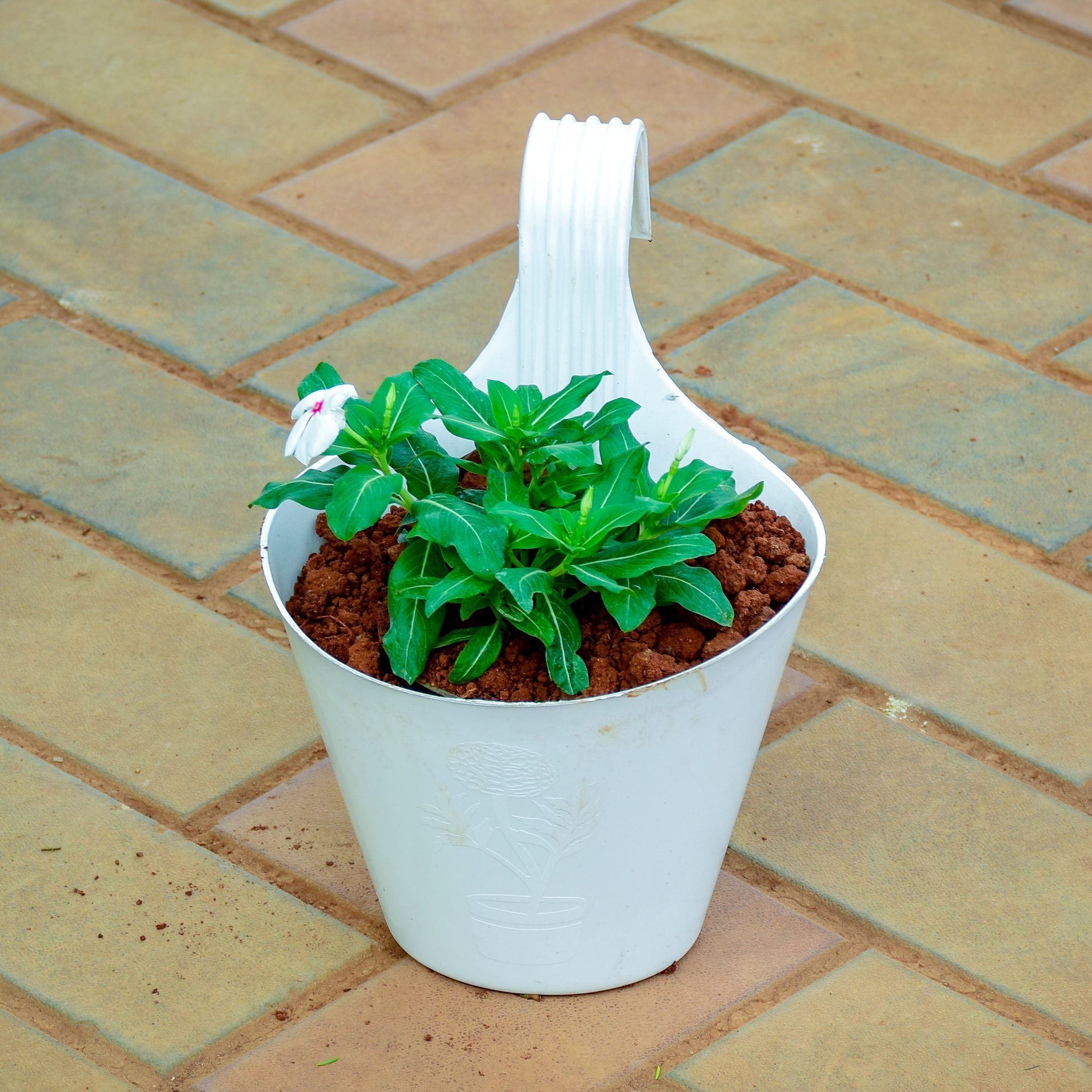 Periwinkle / Sadabahar / Vinca White in 7 Inch White Single Hook Hanging Plastic Pot