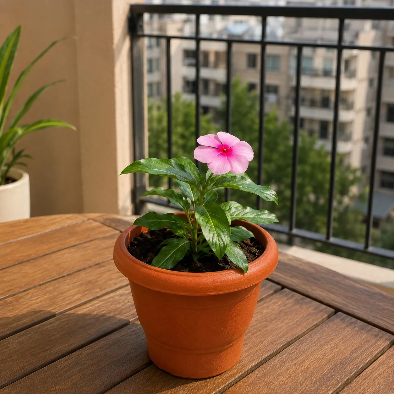 Periwinkle / Vinca (Any color) in 4 Inch Classy Red Plastic Pot