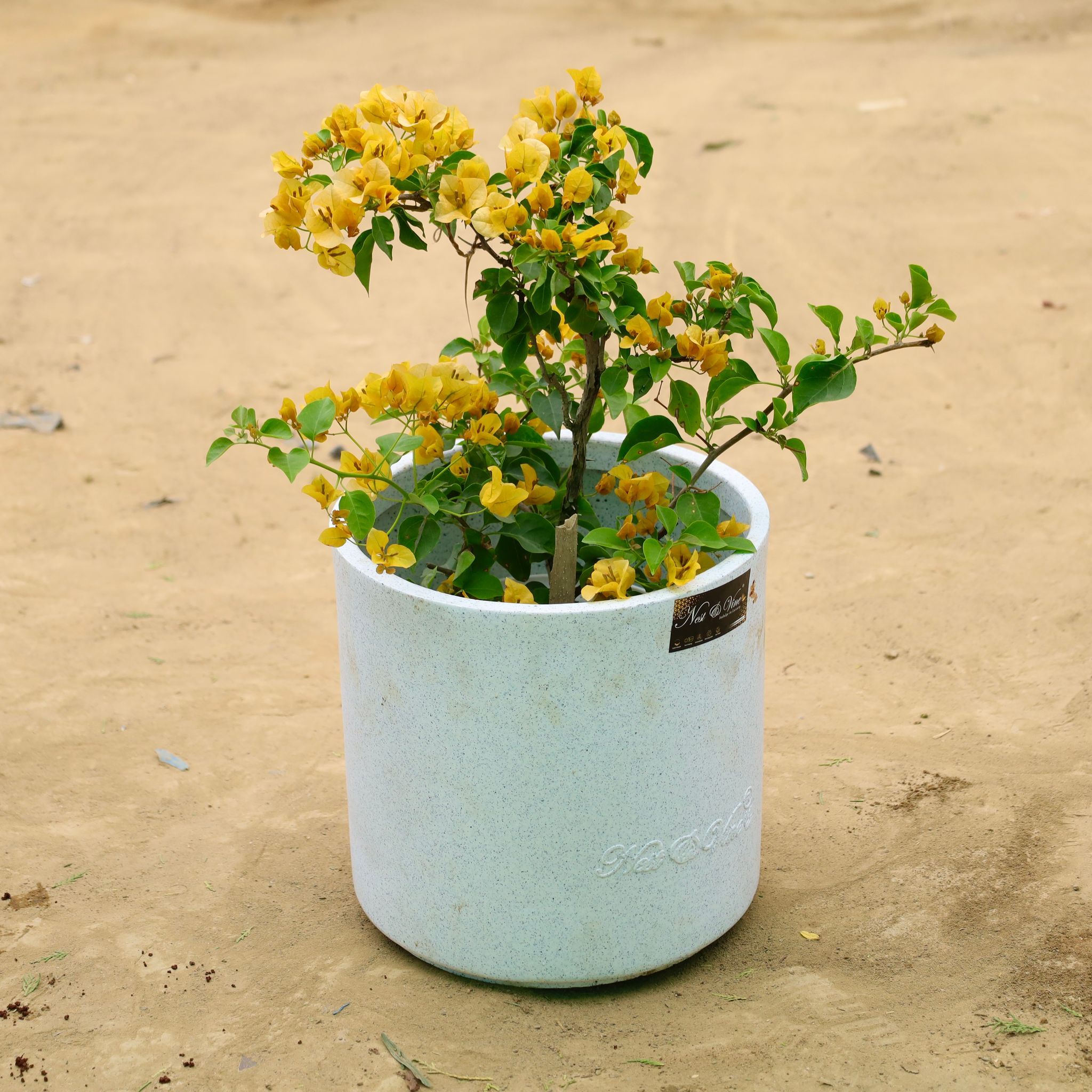 Bougainvillea Yellow in 11 X 11 Inch White Premium Dochieo Fiberglass Planter