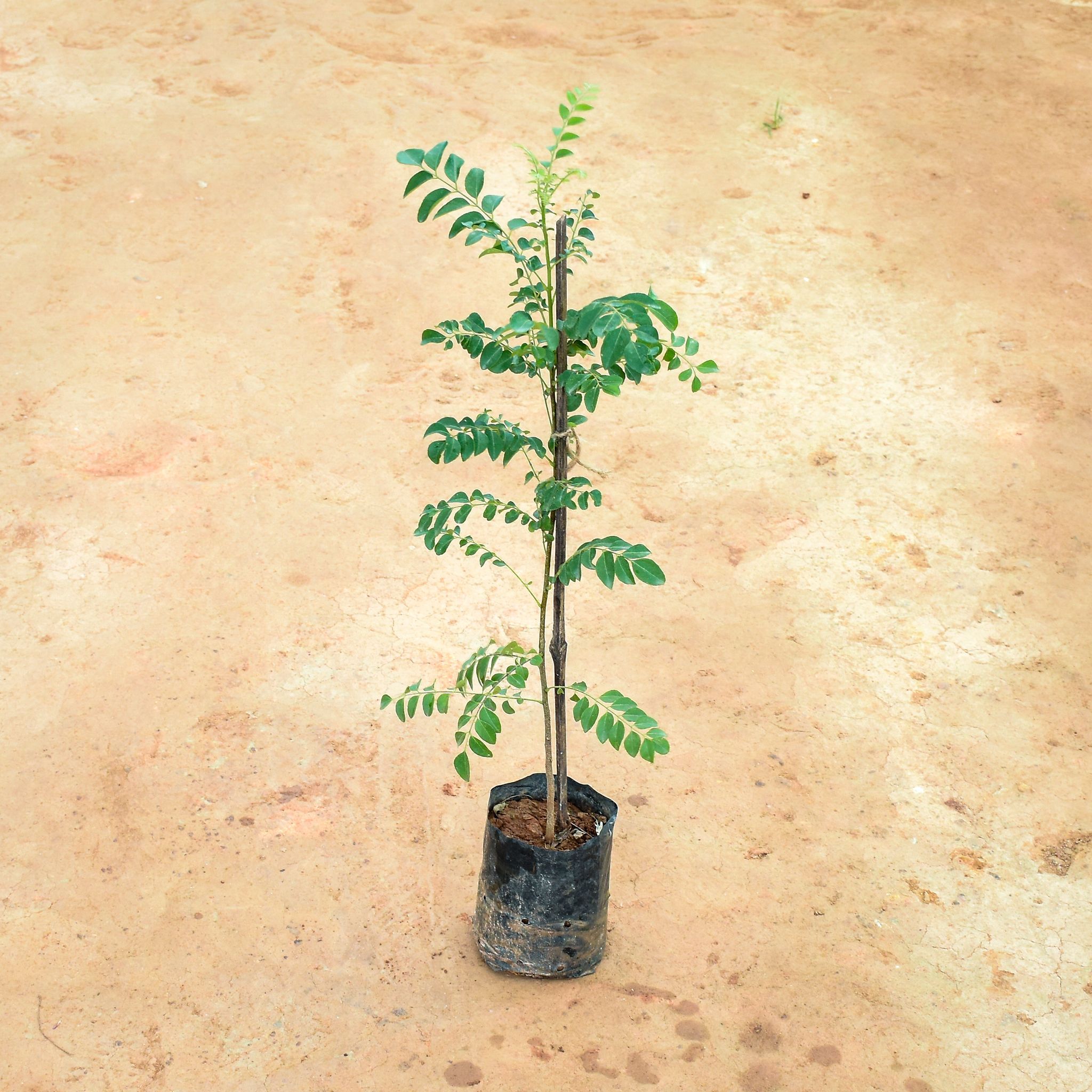Curry Patta (~ 1.5 Ft) in 5 Inch Nursery Bag