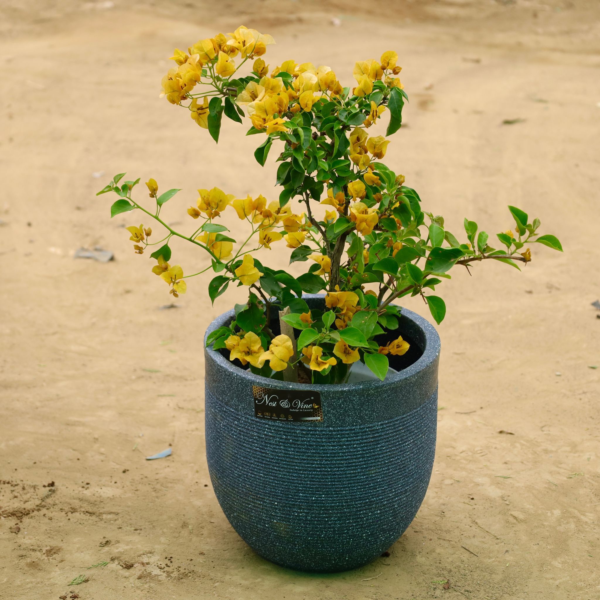 Bougainvillea Yellow in 12 X 12 Inch Grey Premium Orbis Fiberglass Planter