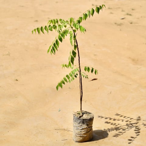 Curry Patta (~ 1-2 Ft) in 5 inch Nursery Bag