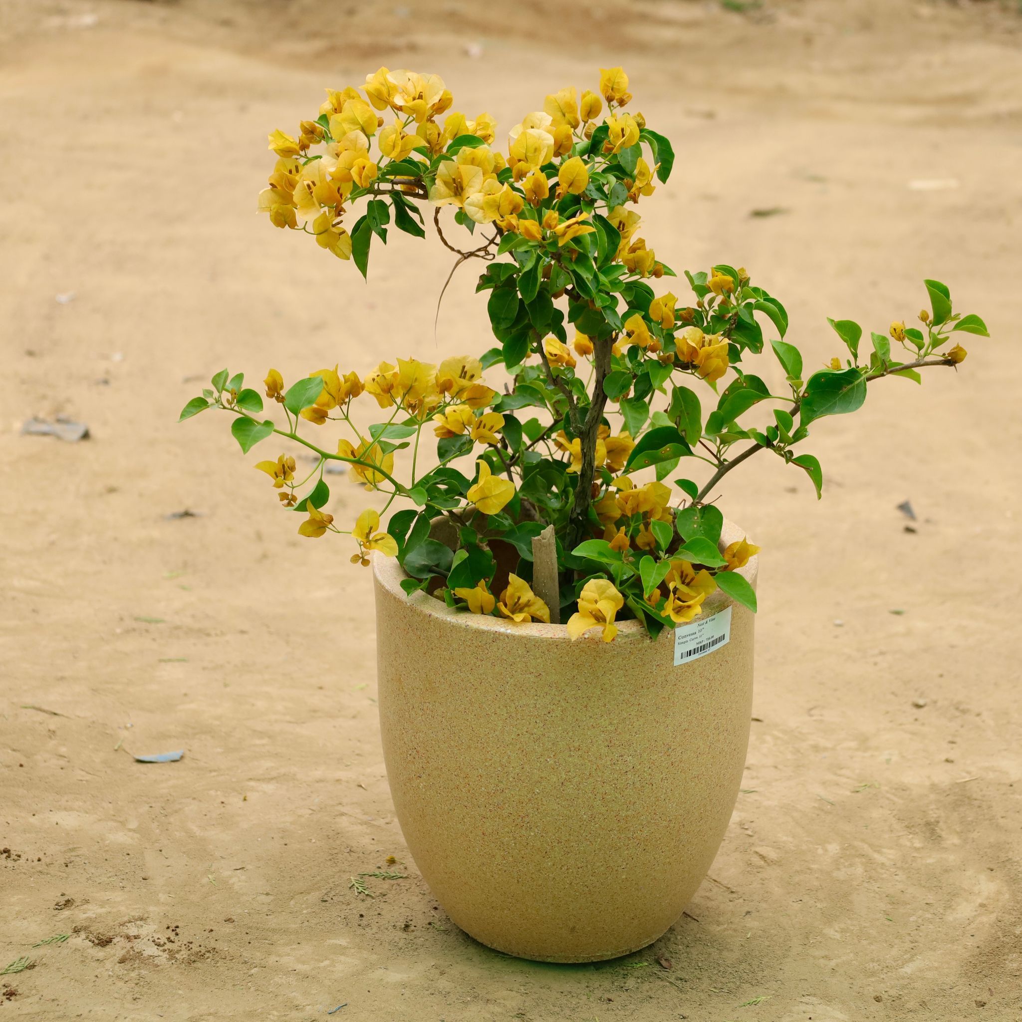 Bougainvillea Yellow in 12 X 12 Inch Sandstone Premium Orbis Fiberglass Planter