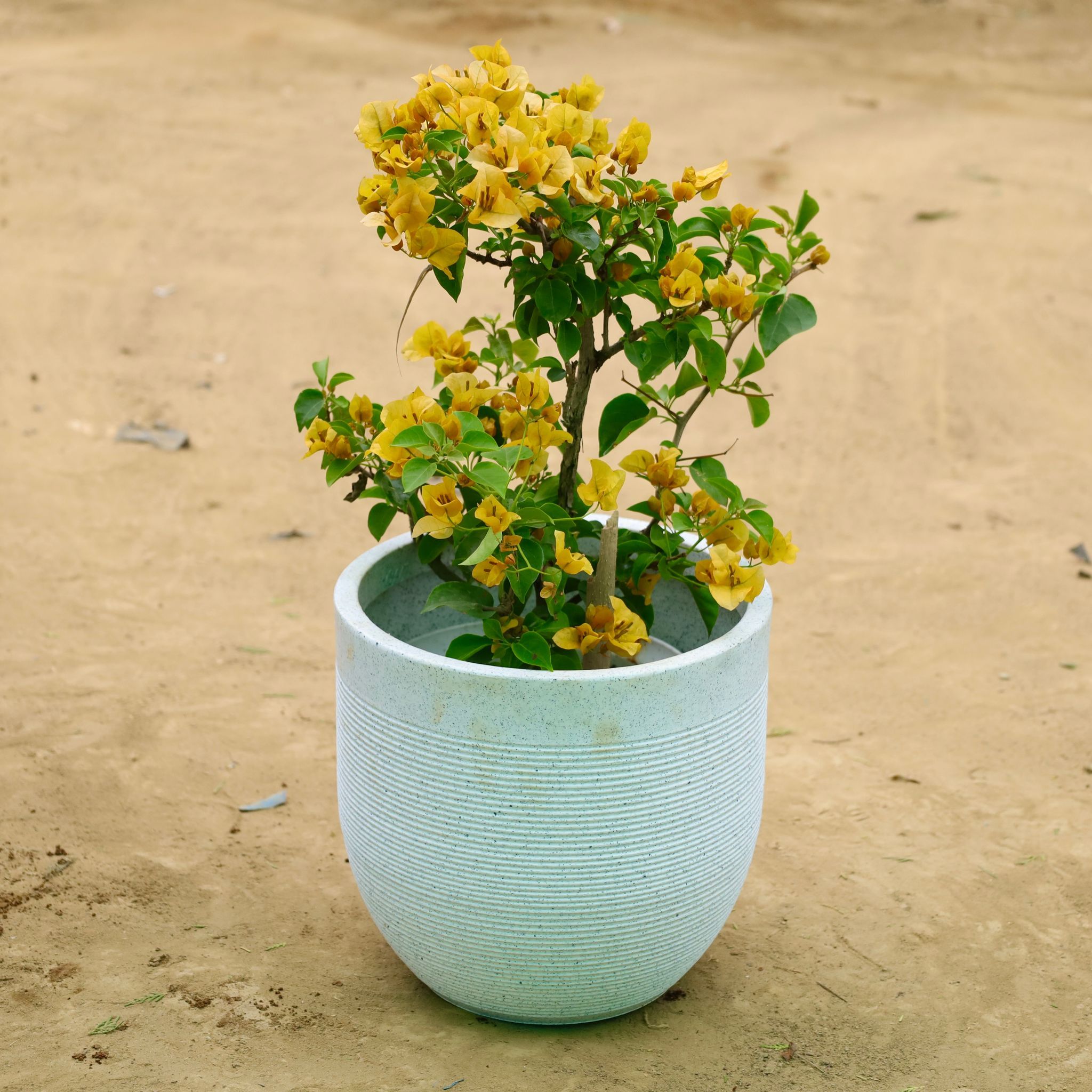 Bougainvillea Yellow in 12 X 12 Inch White Premium Orbis Fiberglass Planter