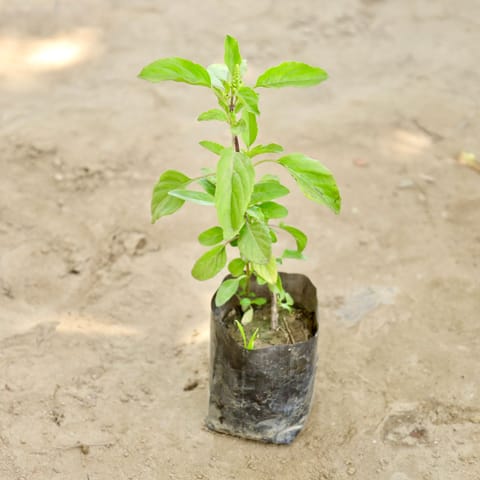 Rama Tulsi in 4 Inch Nursery bag