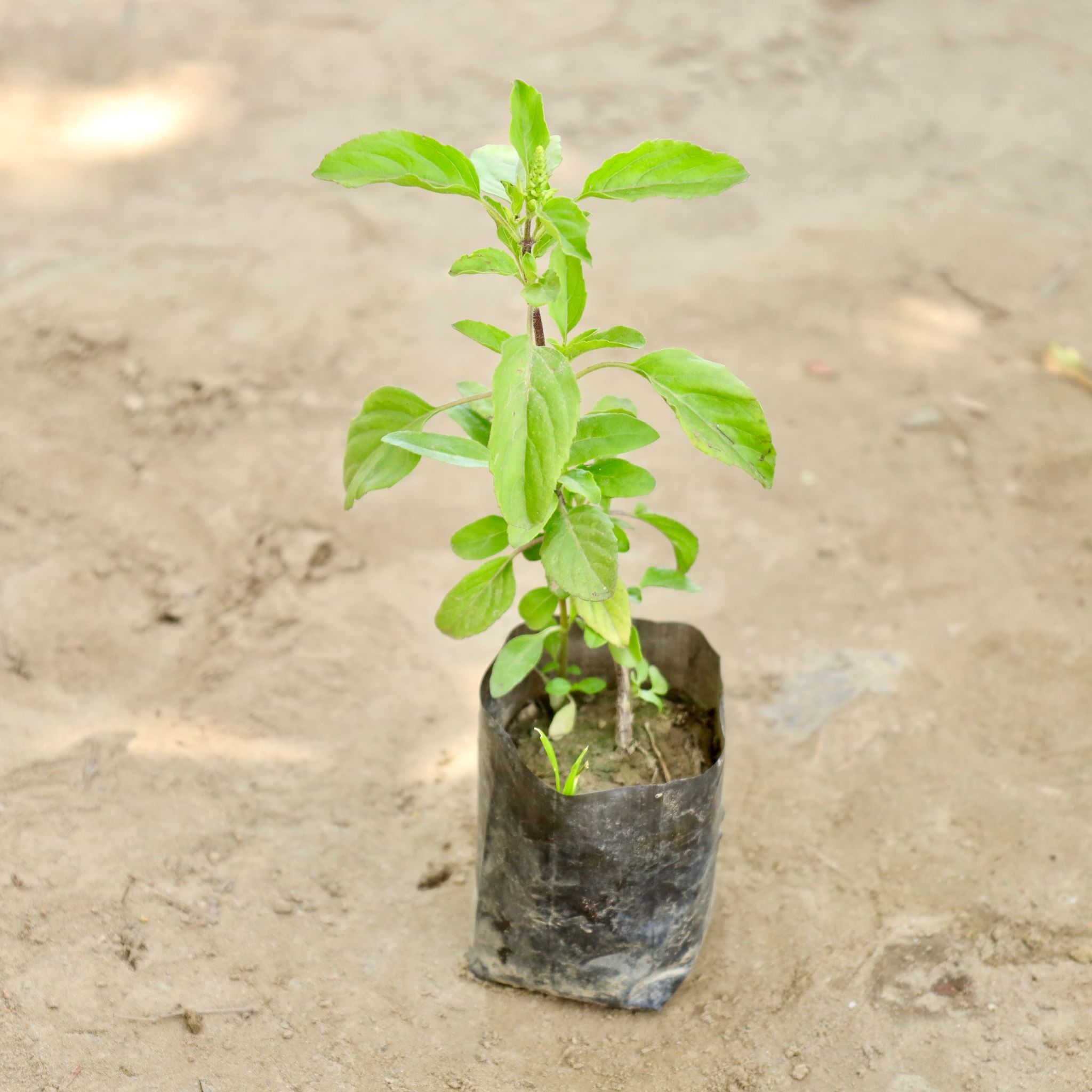 Rama Tulsi in 4 Inch Nursery bag