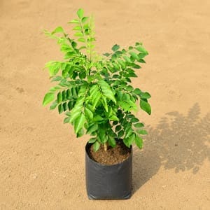 Curry Patta (~2 ft)in 8 Inch Nursery Bag