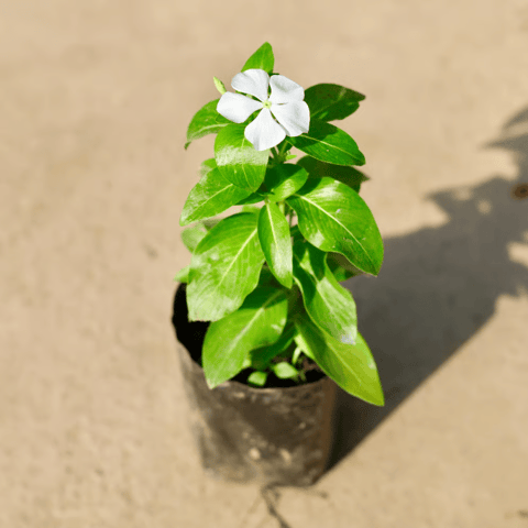 Periwinkle / Vinca / Sadabahar (Any Colour) in 4 Inch Nursery Bag