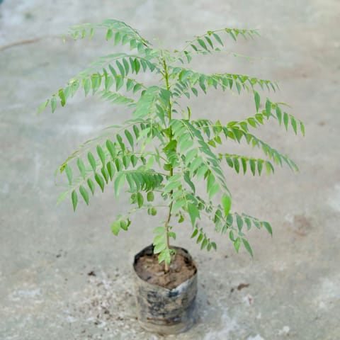 Curry Patta ~ 1.5Ft in 8 Inch Nursery bag