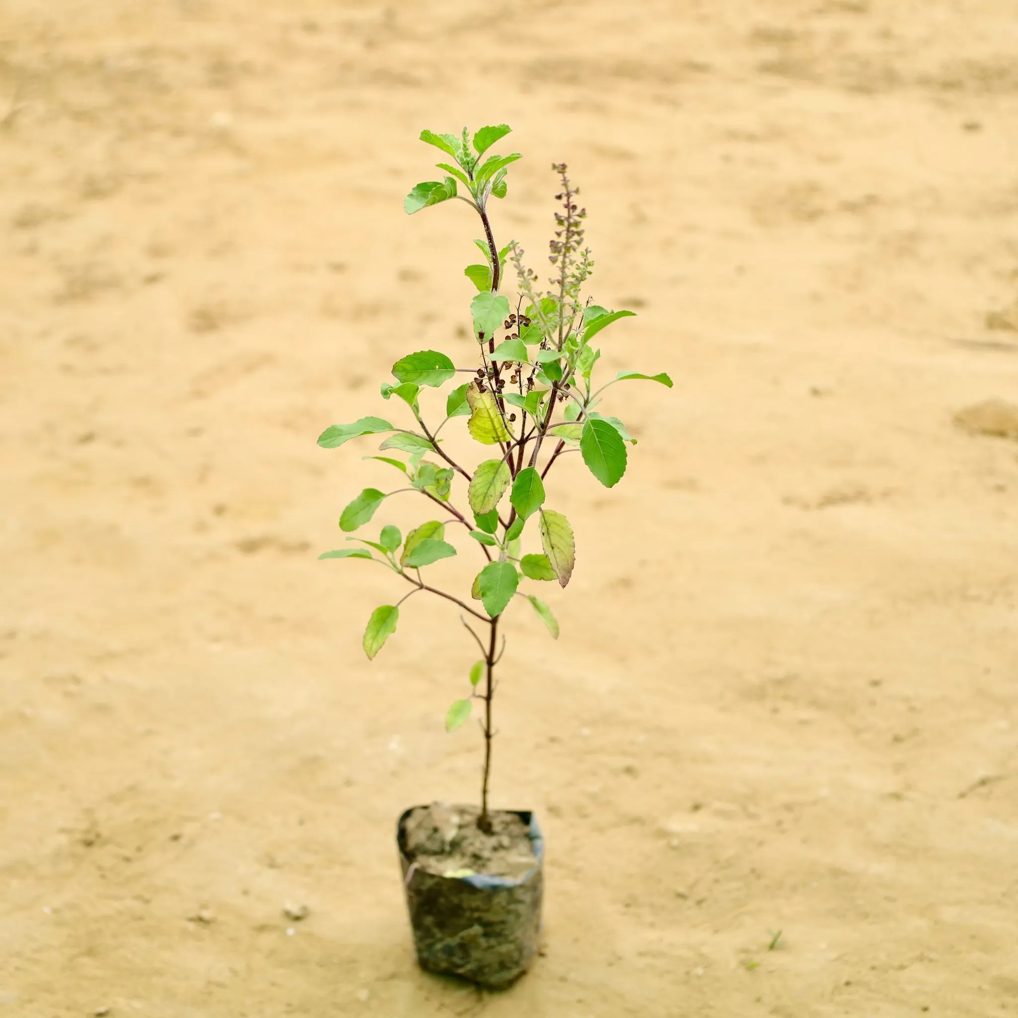 Holy Rama Tulsi  in 4 Inch Nursery Bag