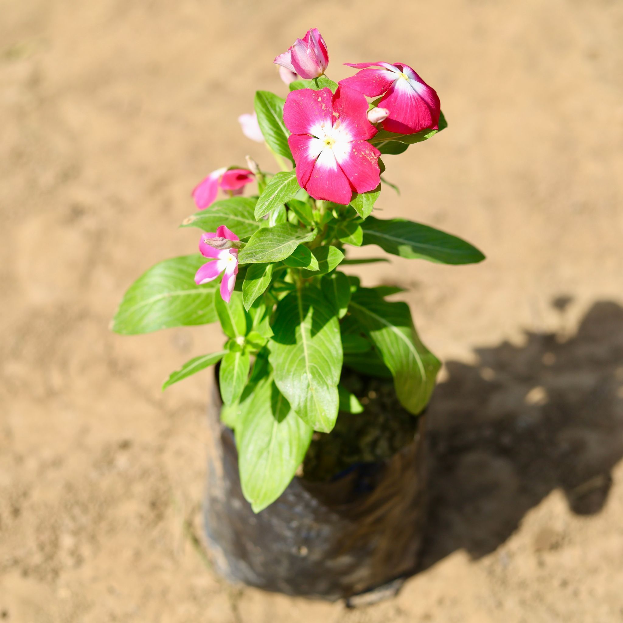 Periwinkle / Vinca / Sadabahar (Any Colour) in 4 Inch Nursery Bag