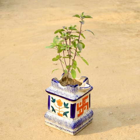 Holy Shyama Tulsi in 8 Inch Tulsi Designer Ceramic Pot (Any Colour)