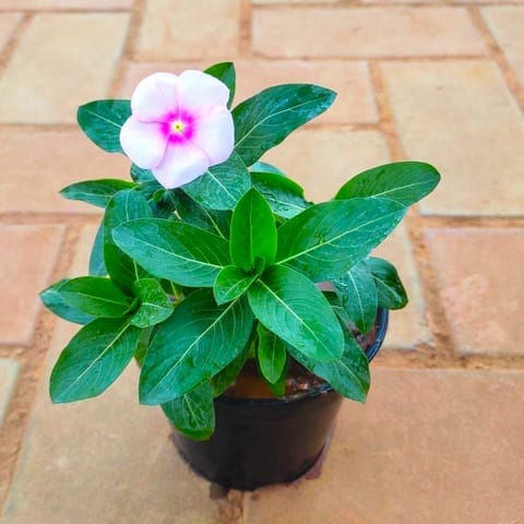 Periwinkle / Vinca / Sadabahar (Any Colour) in 4 Inch Nursery Pot