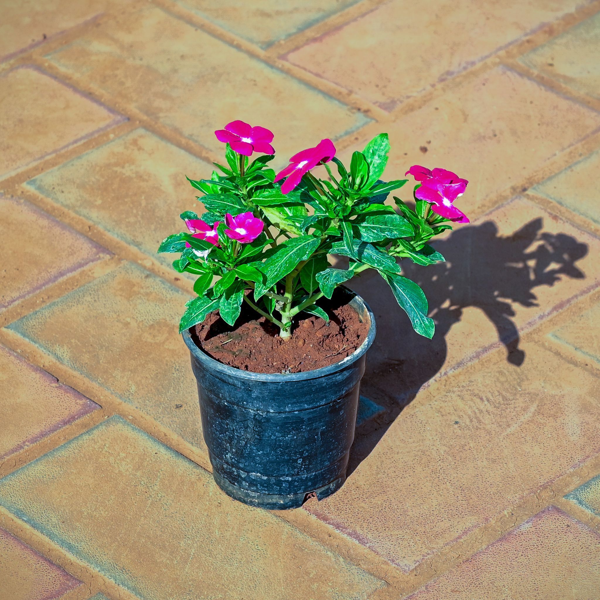 Periwinkle / Vinca / Sadabahar (any colour) in 4 Inch Nursery Pot