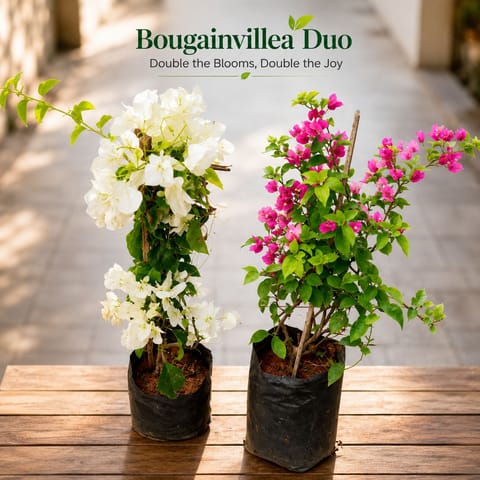 Set of 2 - Bougainvillea (Pink & White) in 8 Inch Nursery Bag | Flowering Trail