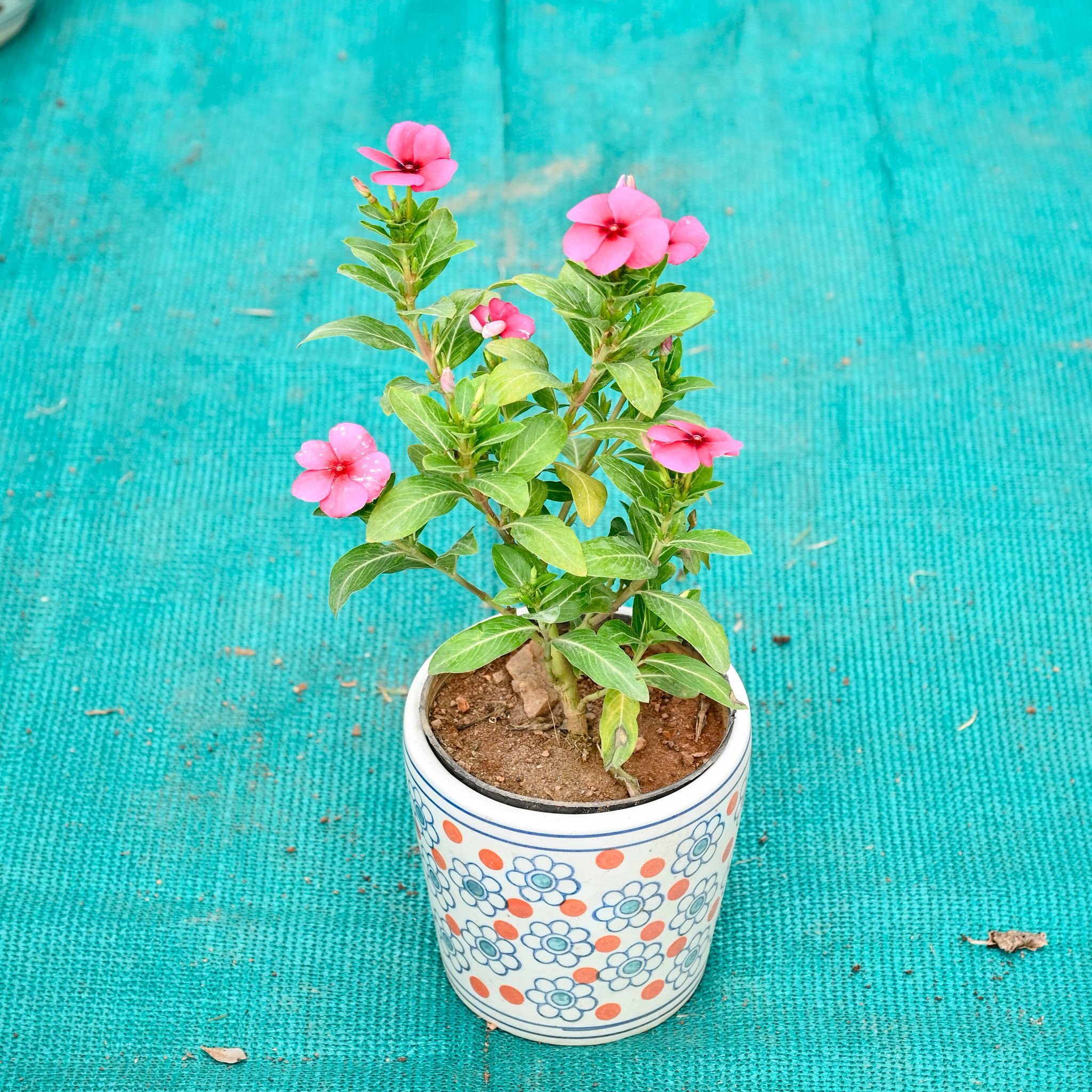 Periwinkle / Sadabahar / Vinca (Any Colour) in 5 Inch Flora Pop Cup Style Ceramic Pot (Any Colour)