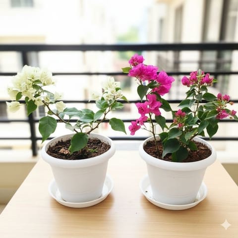 Set of 2 - Bougainvillea (White & Pink) in 7 Inch White Classy Plastic Pot with Tray