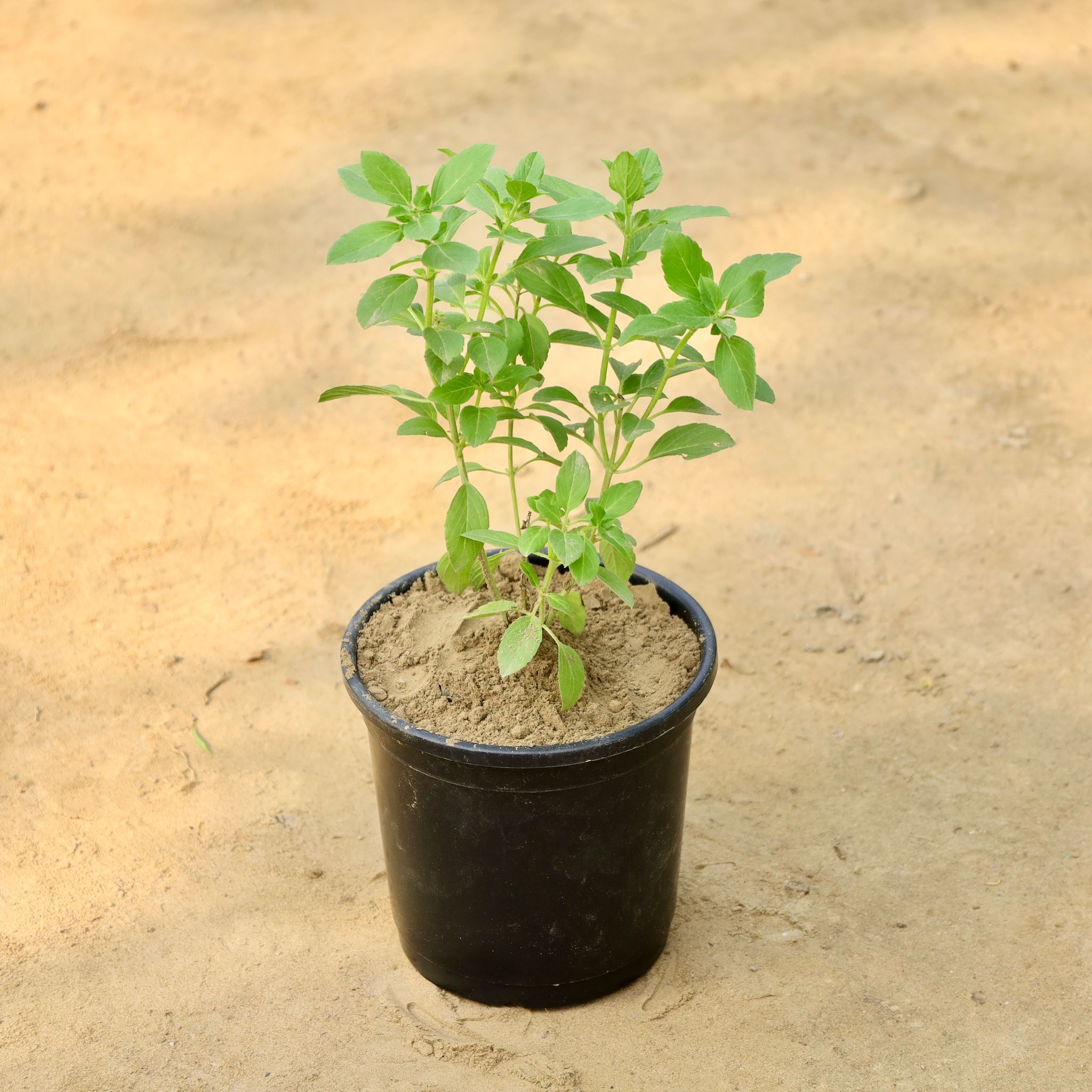 Kapoor Tulsi in 6 Inch Nursery Pot