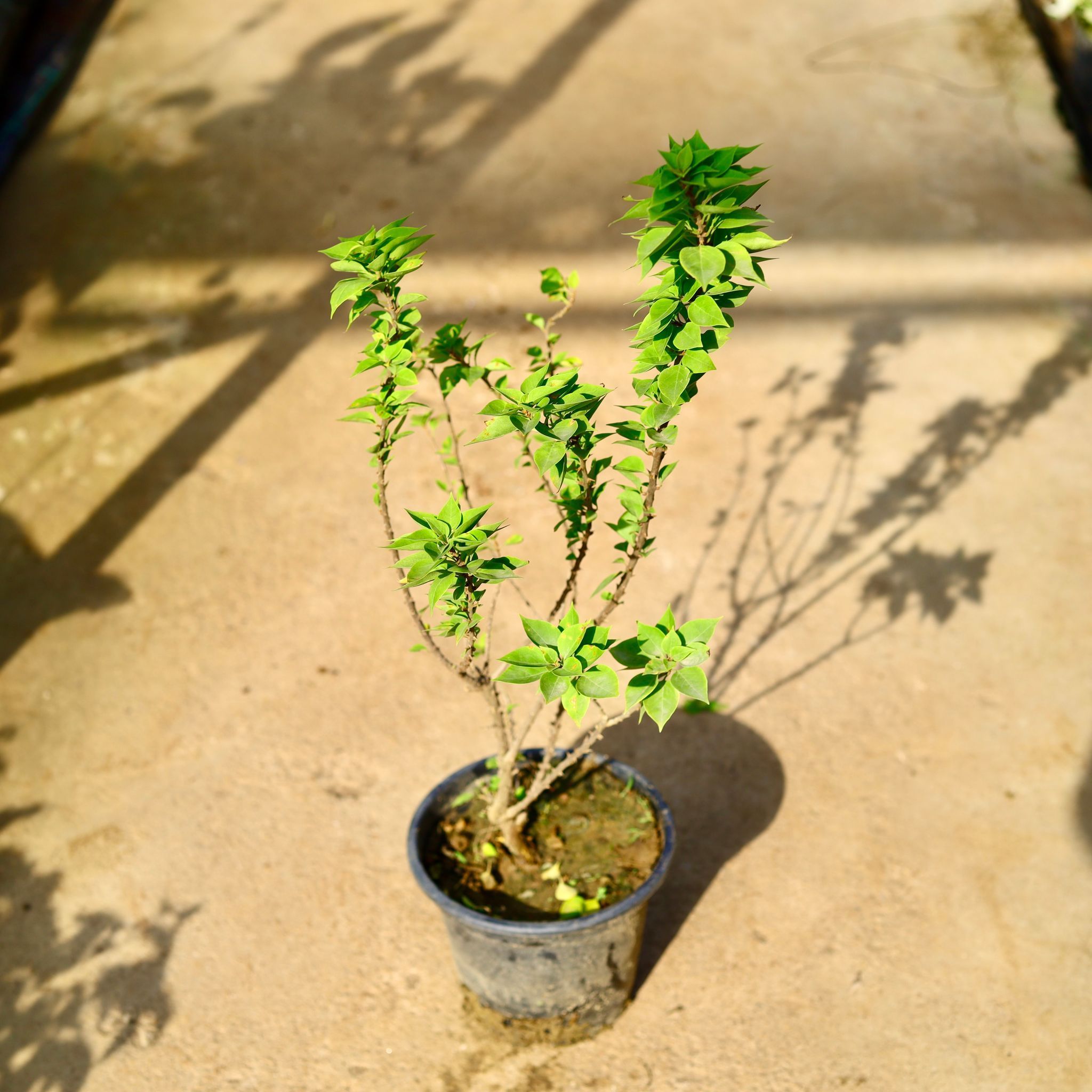 Bougainvillea Torch Glory (Any Colour) in 8 Inch Nursery Pot